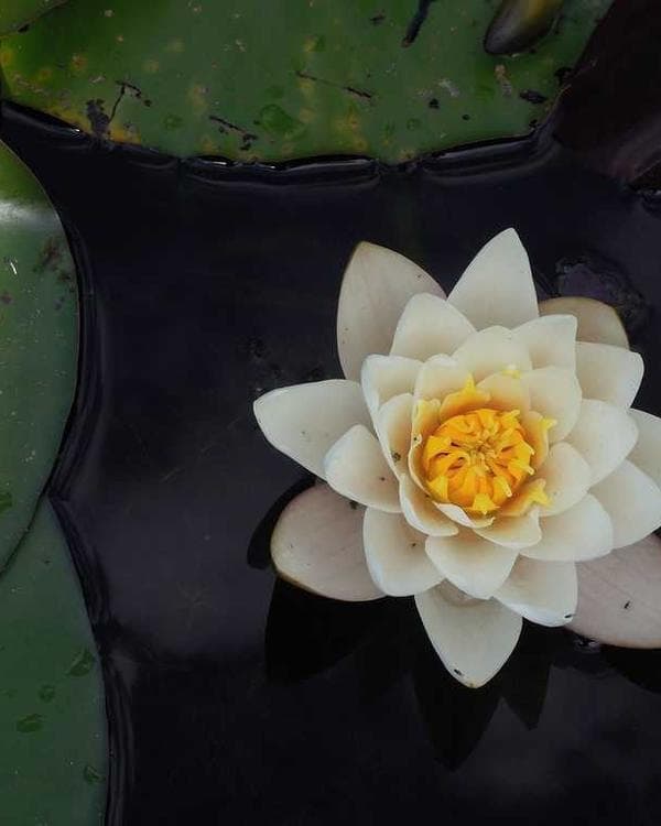 Impermanence Study No. 3