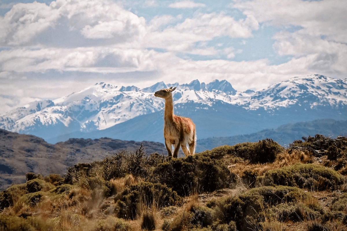 Guanaco in Patagonia