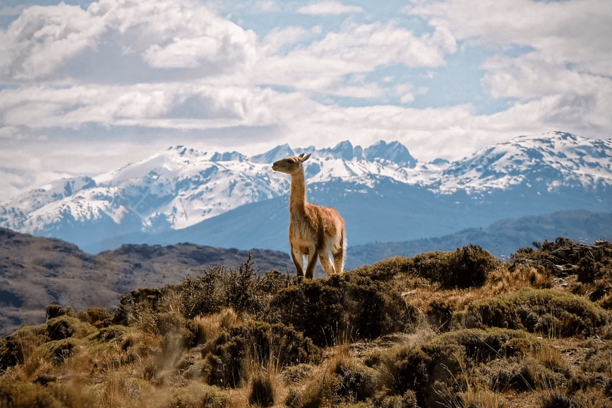 Guanaco in Patagonia