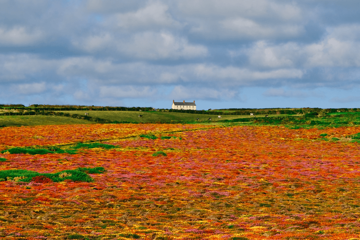 Cornish Countryside
