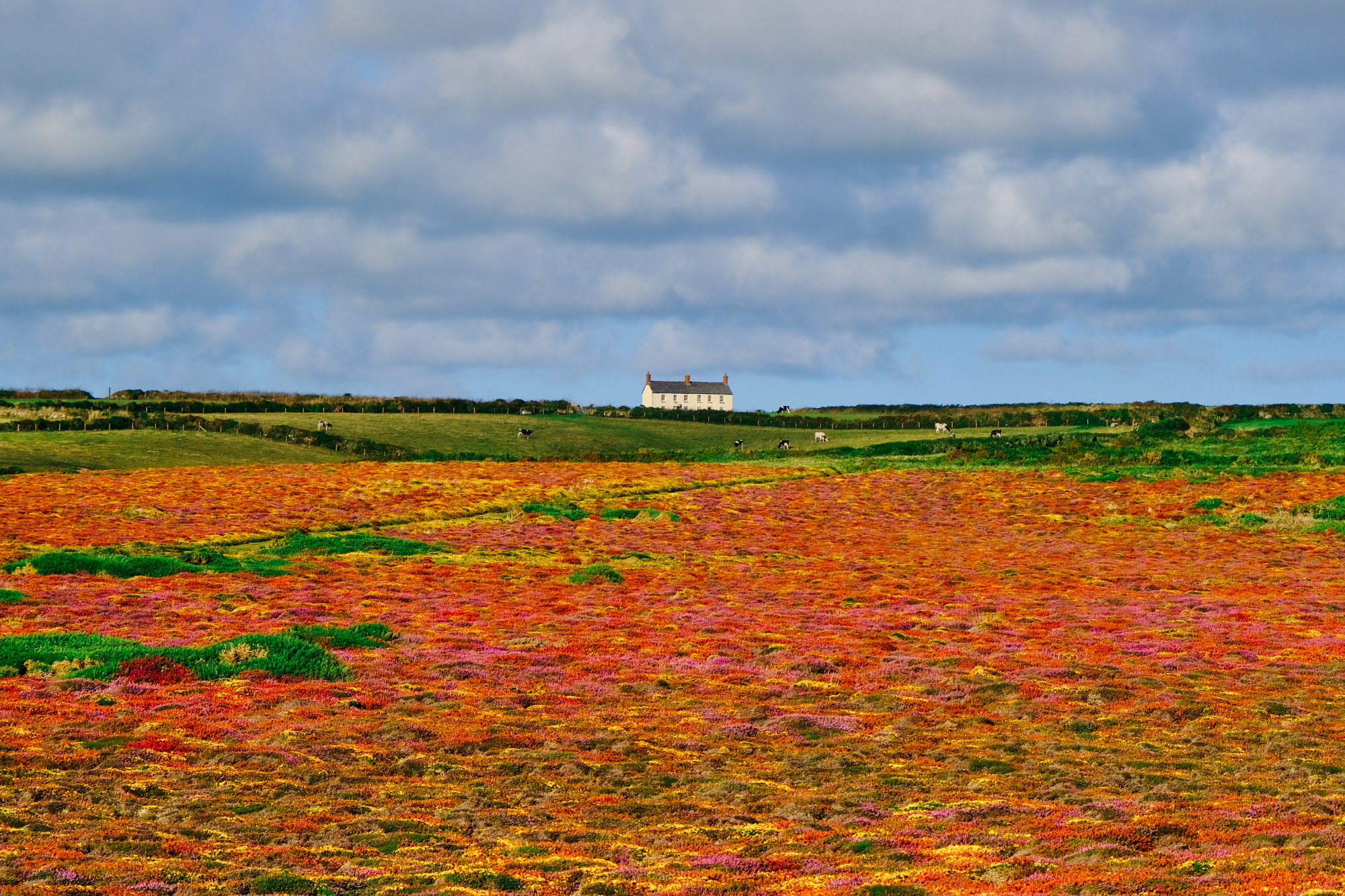 Cornish Countryside, Photography Print
