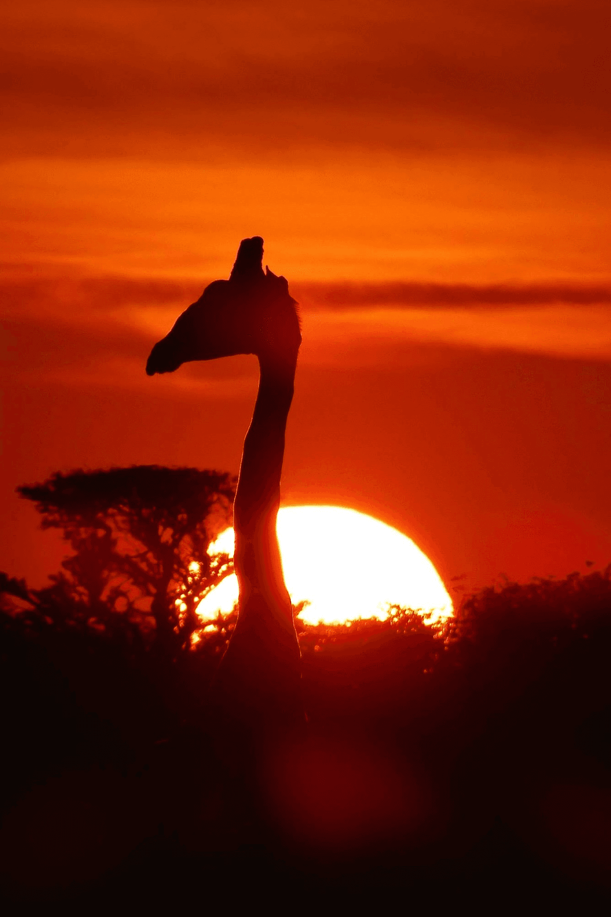 Giraffe at Sunset