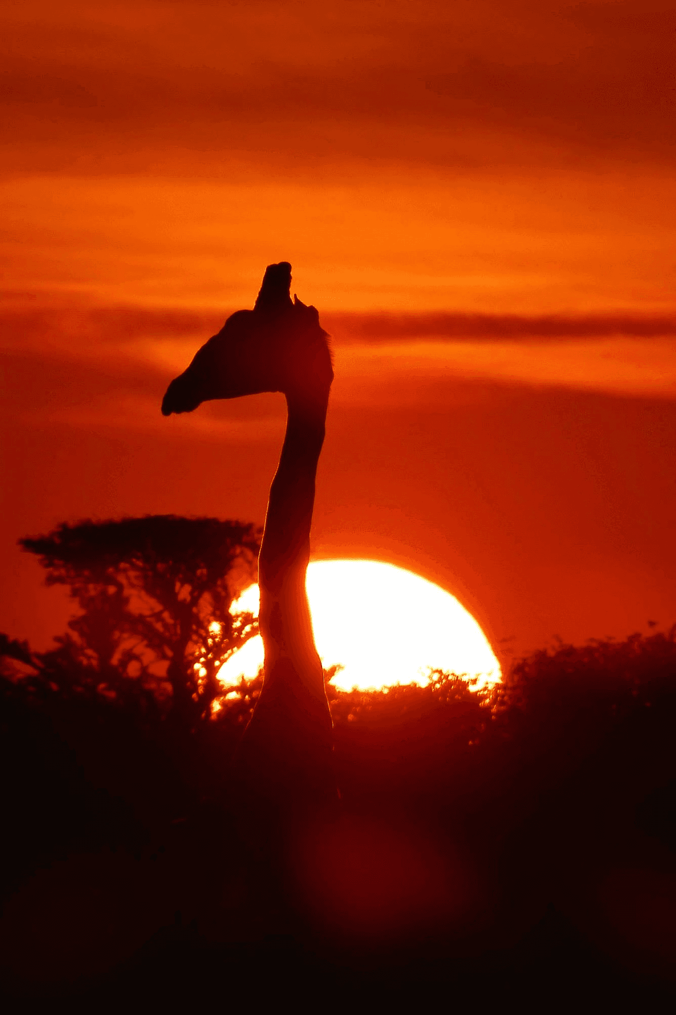 Giraffe at Sunset